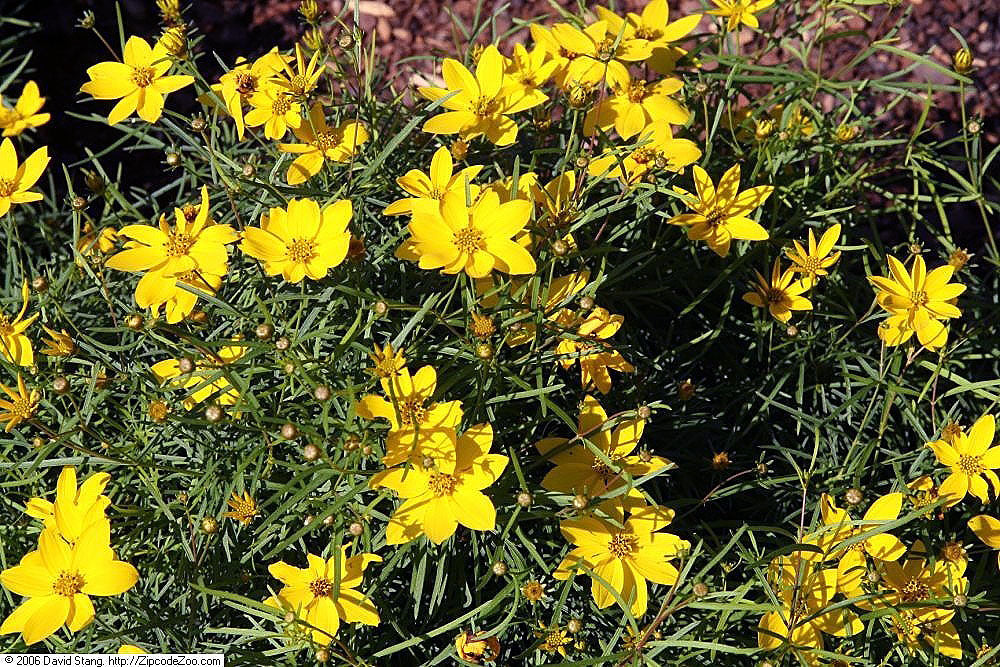 Coreopsis, Zagreb