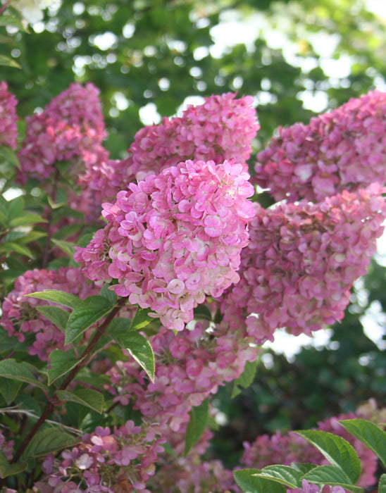 Hydrangea, Strawberry Sundae