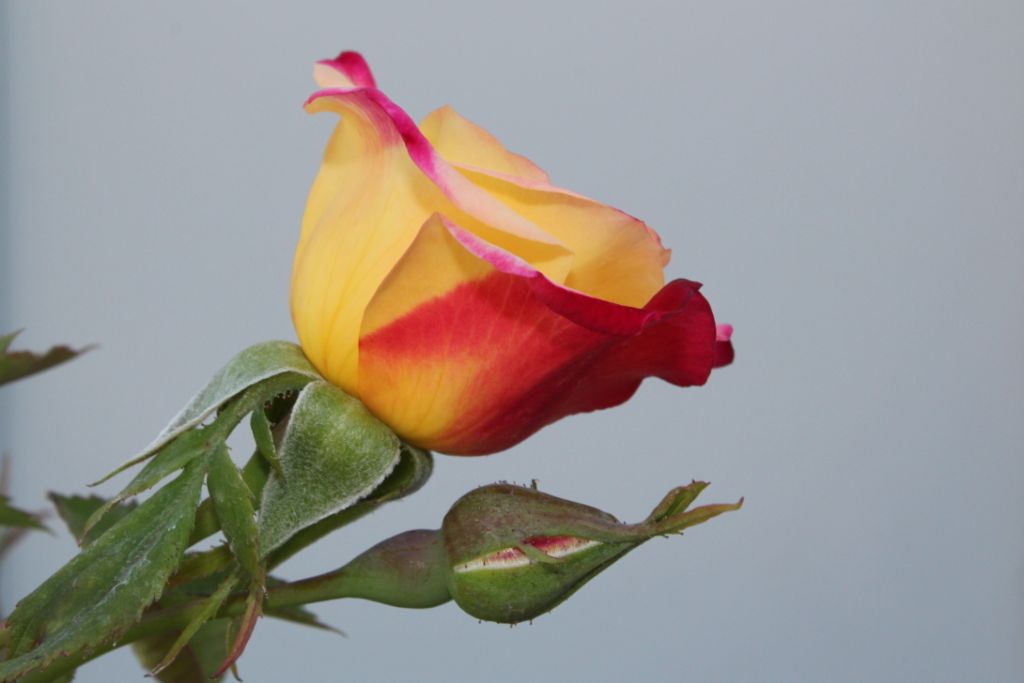 Rose, Campfire