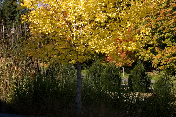 Ginkgo, Autumn Gold