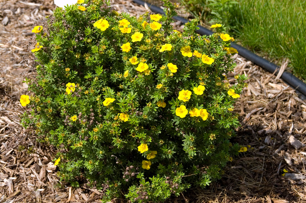 Potentilla, Mango Tango